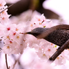 ヒヨドリ feat.桜②