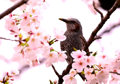 ヒヨドリ feat.桜
