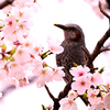 ヒヨドリ feat.桜