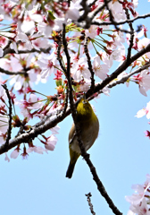 桜咲くキミに夢中②