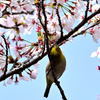 桜咲くキミに夢中②