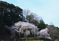 奥山田のしだれ桜
