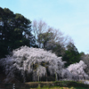 奥山田のしだれ桜