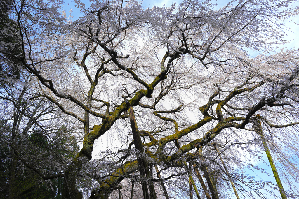奥山田のしだれ桜②