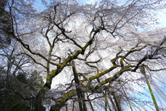 奥山田のしだれ桜②