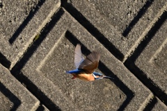 カワセミ②
