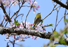 桜咲くキミに夢中⑥