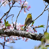 桜咲くキミに夢中⑥