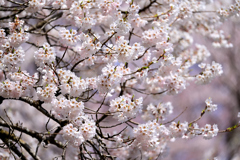 新一年生へ桜色を