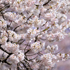 新一年生へ桜色を