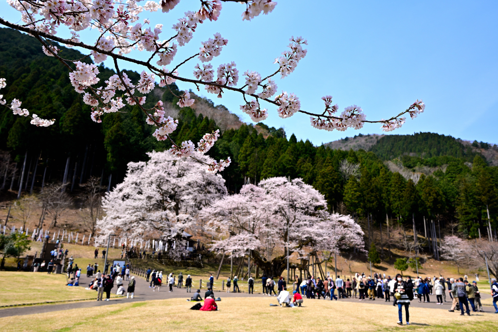 桜越しの根尾谷淡墨桜