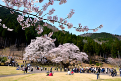 桜越しの根尾谷淡墨桜