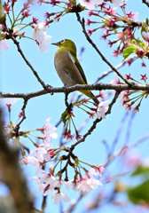 桜咲くキミに夢中⑤