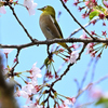 桜咲くキミに夢中⑤