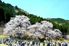 快晴の根尾谷淡墨桜