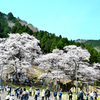 快晴の根尾谷淡墨桜