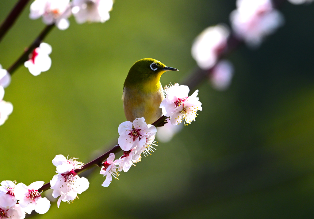 春の訪れ①