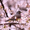 ヒヨドリ feat.桜④