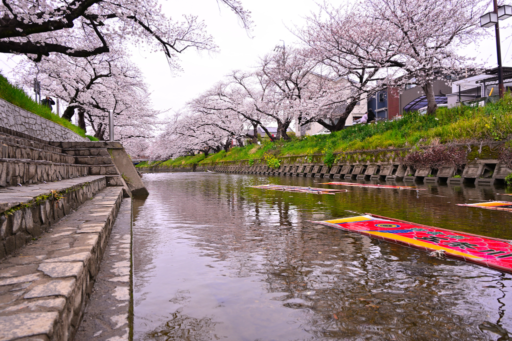 岩倉 五条川桜並木
