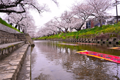 岩倉 五条川桜並木