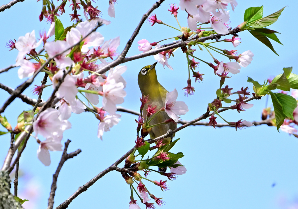 桜咲くキミに夢中③