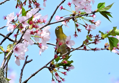 桜咲くキミに夢中③