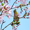 桜咲くキミに夢中③