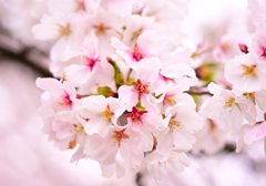 桜も満開ですね！