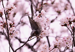 ヒヨドリ feat.桜③