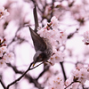 ヒヨドリ feat.桜③