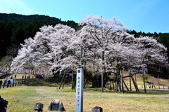 岐阜県 満開の根尾谷淡墨桜