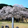 岐阜県 満開の根尾谷淡墨桜