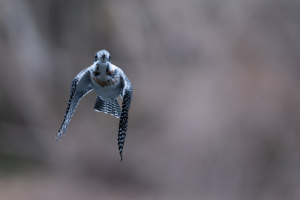 迫って来るよ！