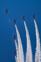 優雅に舞うスワン