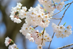 満開の根尾谷淡墨桜