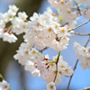満開の根尾谷淡墨桜