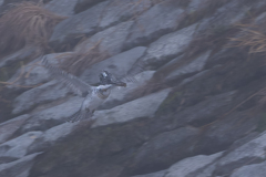 深い霧の中でも...