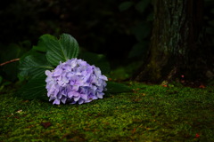 DSC03962_Original