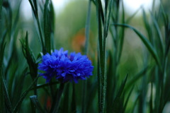 DSC03426_Original