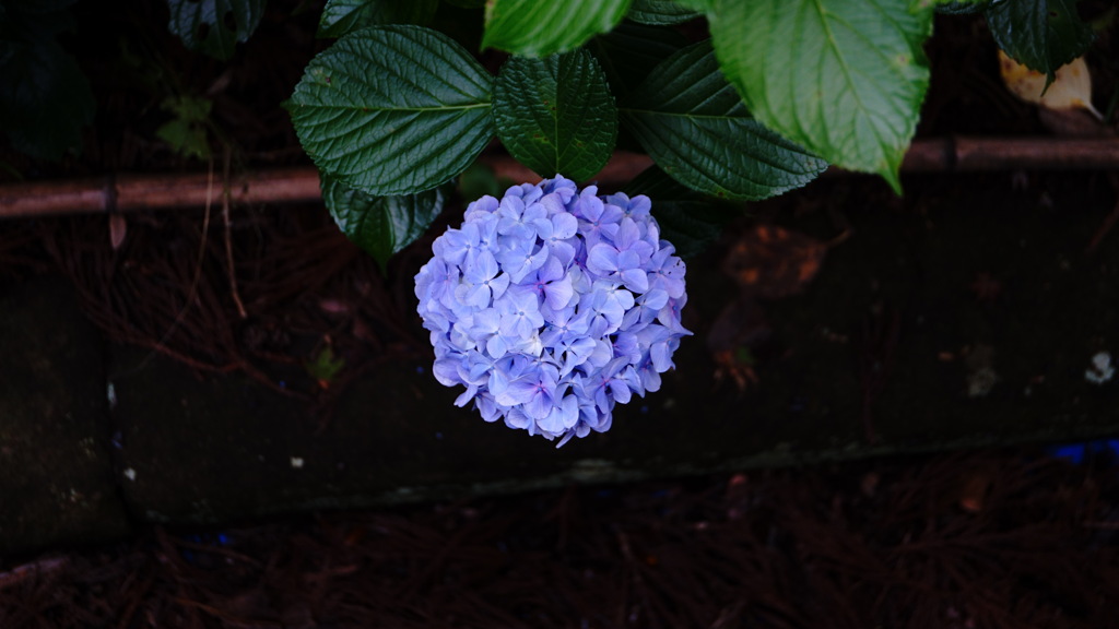 DSC03936_Original