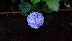 DSC03936_Original