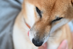 家族