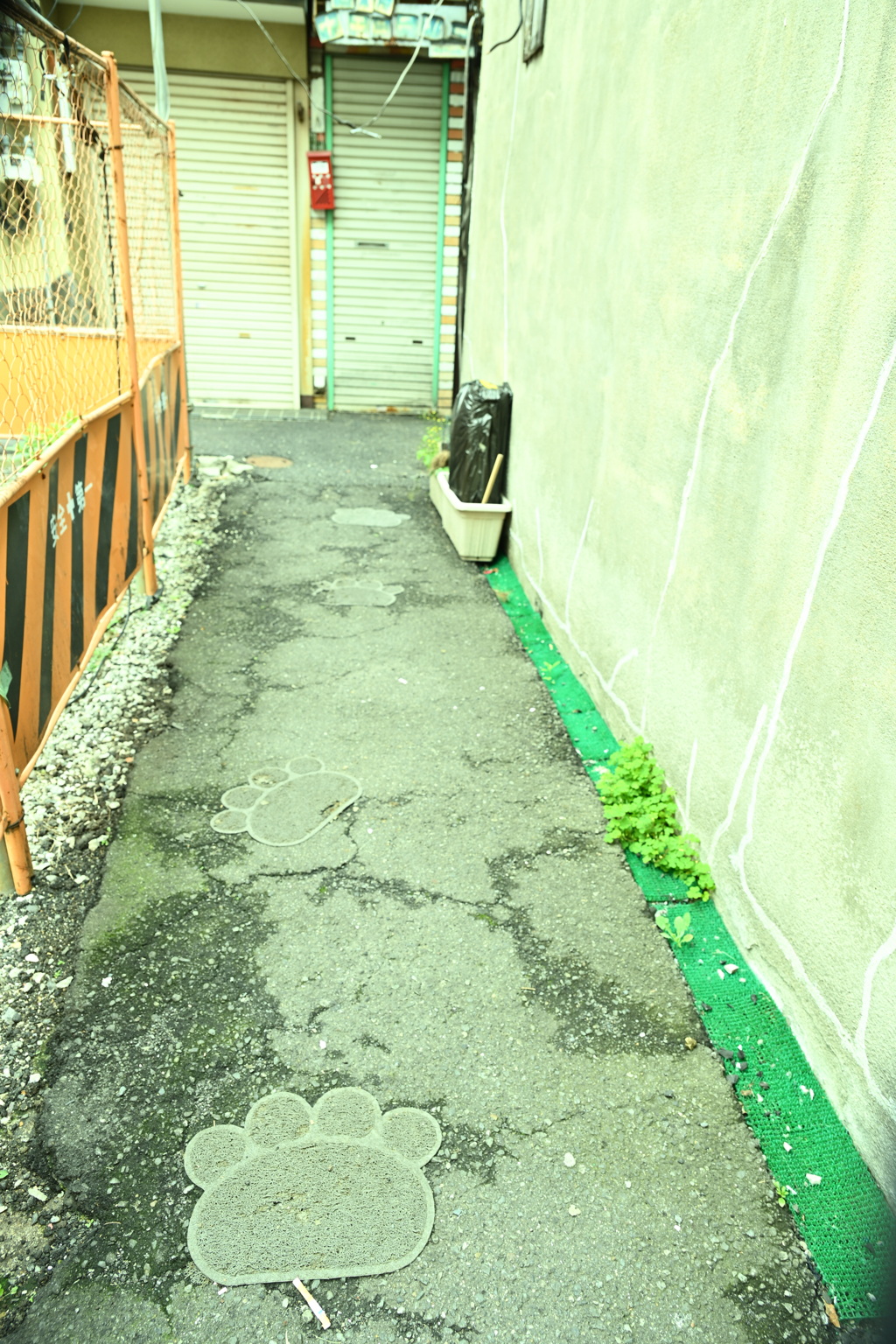 よく見て‼猫の通り道
