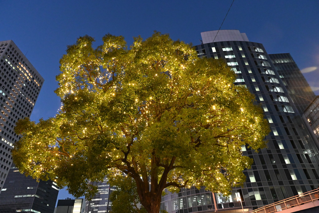 都会のブロッコリーはキラキラしてる