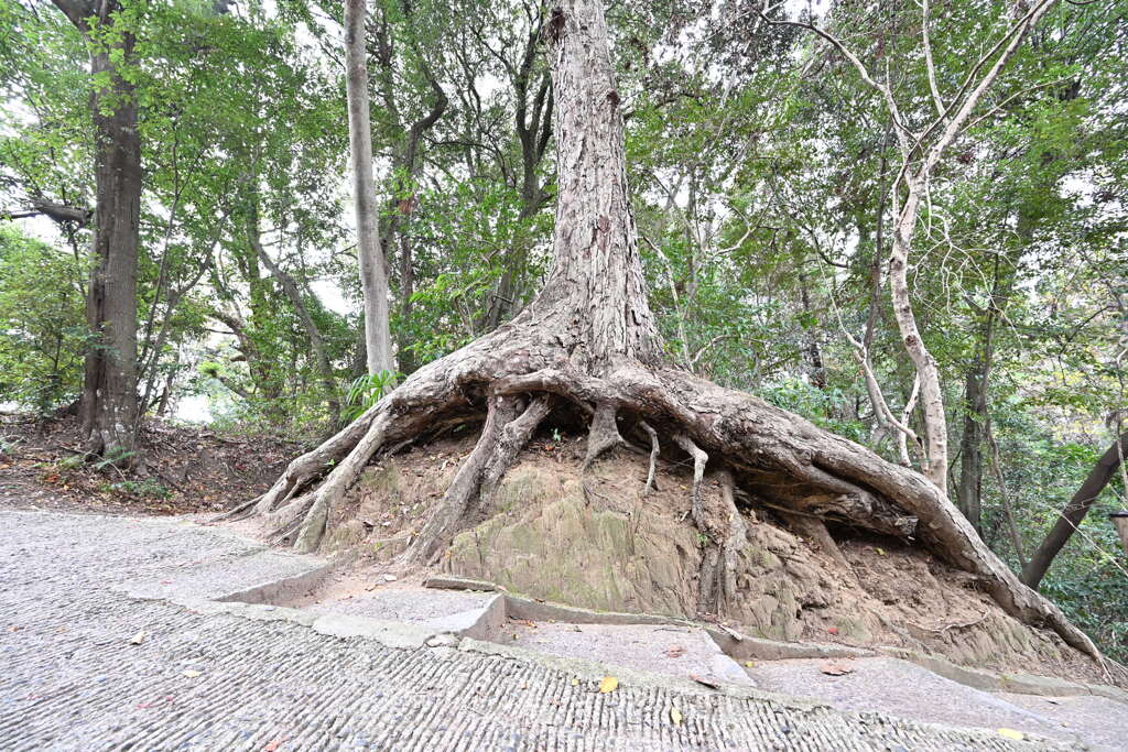 石の上にも何年？