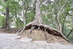 石の上にも何年？