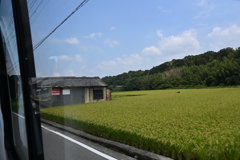 ここだけ黄金色