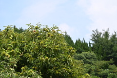 夏のイガグリ