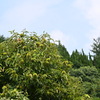 夏のイガグリ