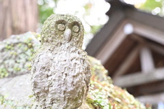 天岩戸神社　梟さま